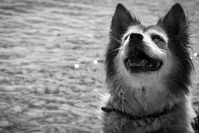 Happy dog  waiting for goodies