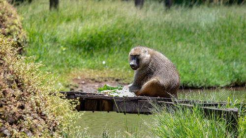 Monkey sitting on a field