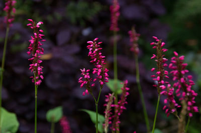 Close-up of pink flower