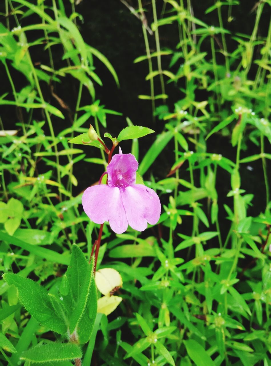 flower, freshness, growth, fragility, petal, flower head, beauty in nature, purple, plant, blooming, leaf, green color, nature, close-up, pink color, focus on foreground, in bloom, single flower, high angle view, park - man made space