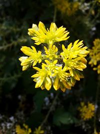 Close-up of yellow flowers