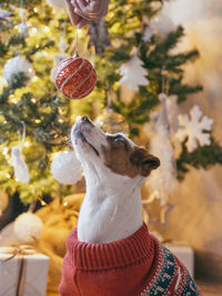 Close-up of a dog on christmas tree