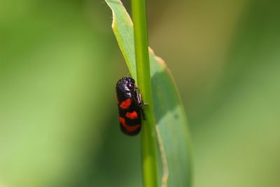 Close-up of ladybug on plant
