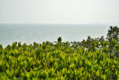 Close-up of plants growing on landscape