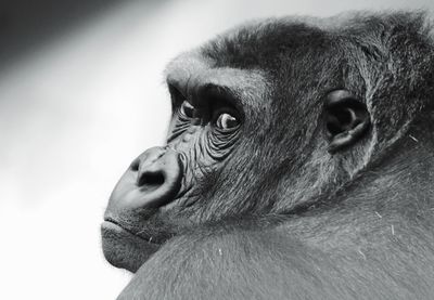 Close-up portrait of a monkey