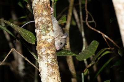 Close-up of lizard on tree