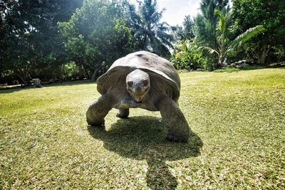 View of horse in park