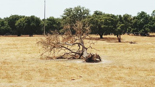 Trees on landscape