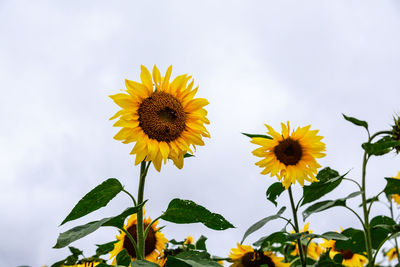 Close-up of yellow flowering plant against sky