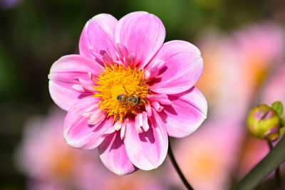 Close-up of bee on pink flower