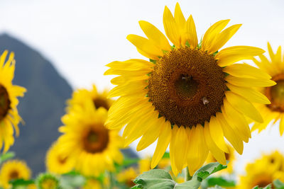 Close-up of honey bee on sunflower