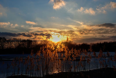 Silhouette plants by lake against sky during sunset