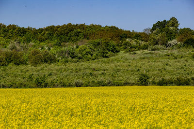 Scenic view of field against blue sky