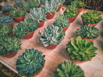 High angle view of potted plant on table