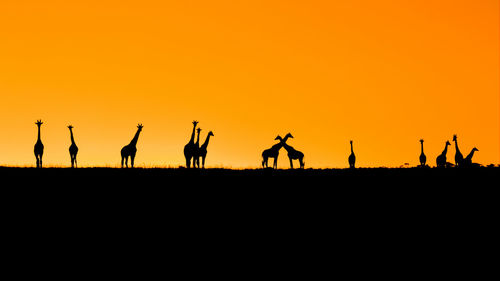 Silhouette of giraffes against sky during sunset