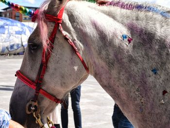 Close-up of horse