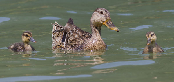 Duck with ducklings on lake