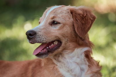 Close-up of a dog looking away