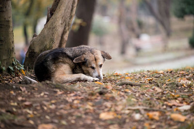 Cat relaxing outdoors
