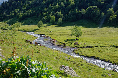 Cows near river in the mountains