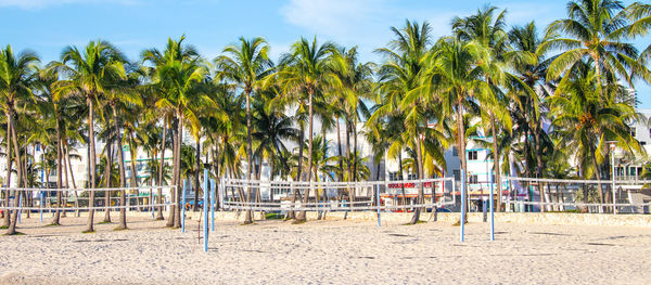 Palm trees on beach against sky