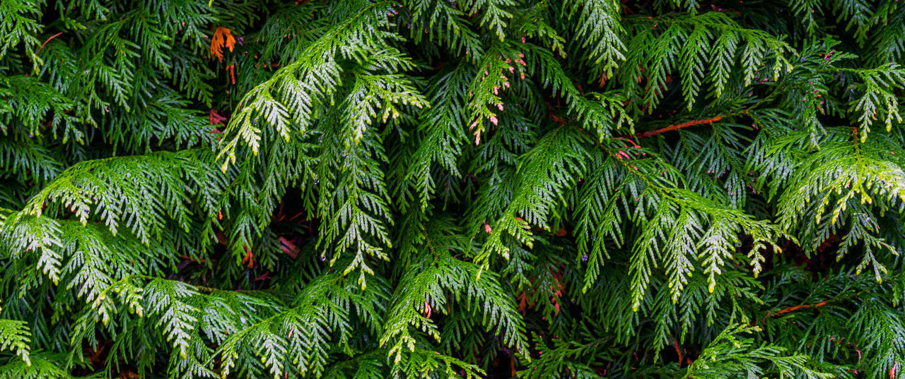 FULL FRAME OF PINE TREE