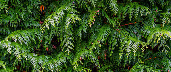 Full frame shot of pine tree