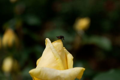 Close-up of insect on flower