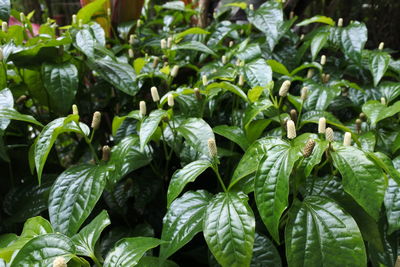 Close-up of fresh green leaves