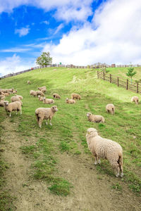 Sheep grazing on grassy hill against sky