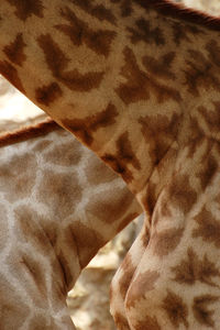 Close-up of zebra