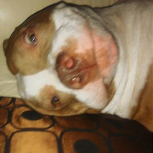 Close-up portrait of a dog