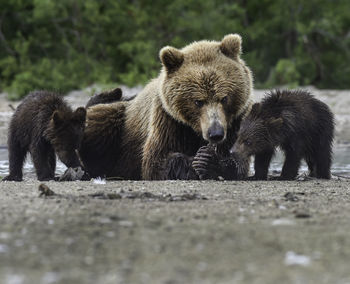 Mother bear and her cubs