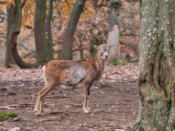 Portrait of deer in forest