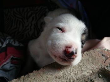 Close-up portrait of a puppy