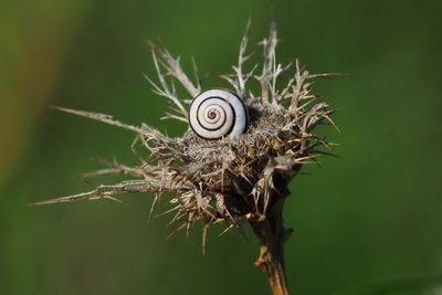 Close-up of snail on plant