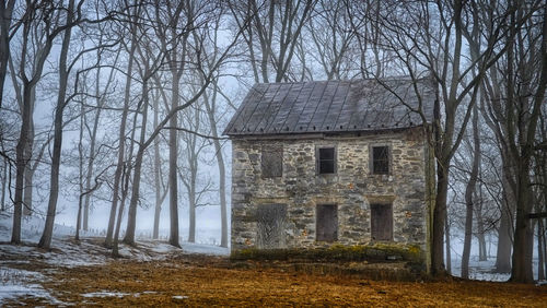 Bare trees against the sky