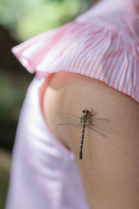 Close-up of insect on hand