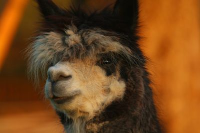 Close-up of a lama 