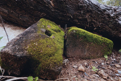 Close-up of moss growing on rock