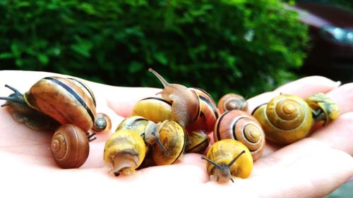 Close-up of snail on hand