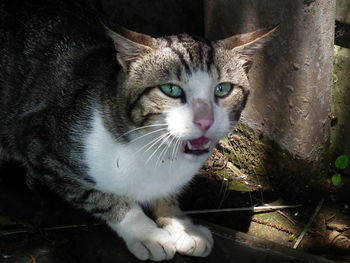 Close-up portrait of cat