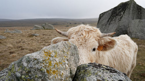 View of a sheep on rock