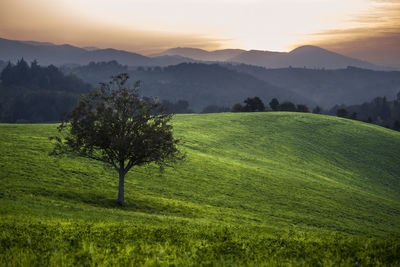 Scenic view of field against sky during sunset