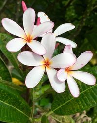Close-up of frangipani blooming outdoors