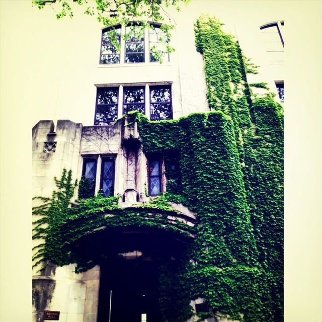 architecture, built structure, building exterior, window, plant, house, tree, growth, green color, residential structure, residential building, low angle view, ivy, building, potted plant, door, no people, day, outdoors, wall - building feature
