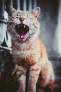 Close-up of cat yawning