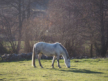 Horse grazing in a field