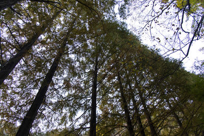 Low angle view of trees in forest against sky