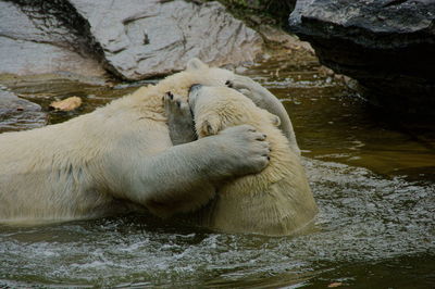 Bear hug close-up 